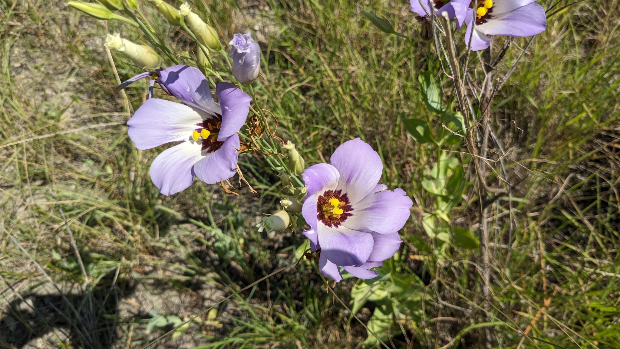 Imagem de Lisianthus