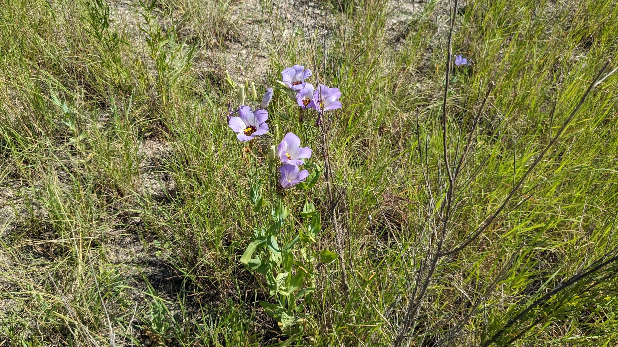 Imagem de Lisianthus