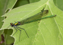 Calopteryx angustipennis