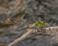 Ophiogomphus acuminatus