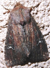Apamea cogitata