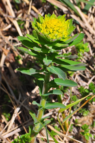 Hairy Spurge