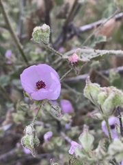Malacothamnus foliosus