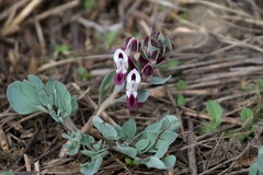 Corydalis erdelii