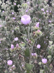 Malacothamnus foliosus