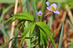 Anemonoides caerulea
