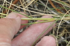 Poa douglasii