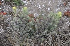 Castilleja mollis