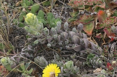 Castilleja mollis