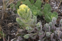 Castilleja mollis