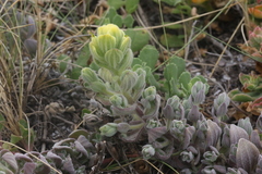 Castilleja mollis