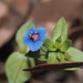 Blue Scarlet Pimpernel - Photo (c) nathantay, some rights reserved (CC BY-NC)