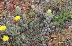 Castilleja mollis