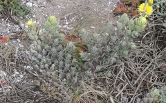 Castilleja mollis