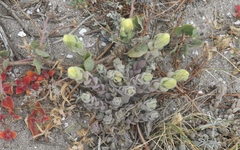 Castilleja mollis