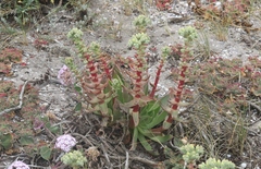 Dudleya greenei