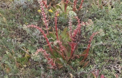 Dudleya greenei