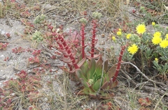 Dudleya greenei