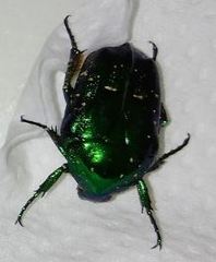 Protaetia orientalis