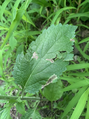 Calycomyza verbenae photo 5