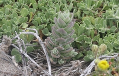 Castilleja mollis
