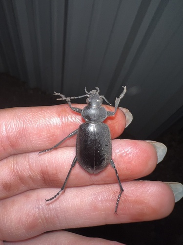 Calosoma prominens photo 2