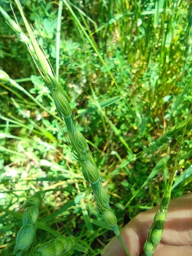 Image of Aegilops ventricosa by (c) Daniel Heras González, some rights reserved (CC BY)