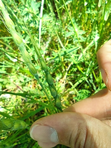 Image of Aegilops ventricosa by (c) Daniel Heras González, some rights reserved (CC BY)