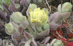 Castilleja mollis