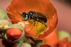 Calliopsis subalpina