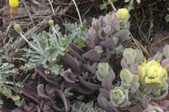 Castilleja mollis