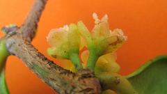 Chaetocarpus myrsinites