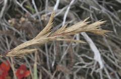 Bromus maritimus