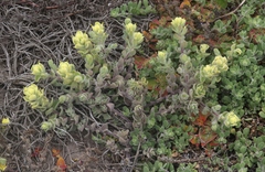 Castilleja mollis