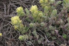 Castilleja mollis