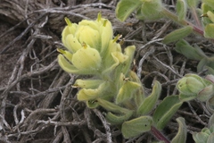 Castilleja mollis