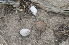 Helminthoglypta ayresiana