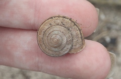 Helminthoglypta ayresiana