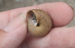 Helminthoglypta ayresiana