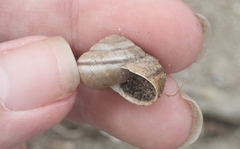 Helminthoglypta ayresiana