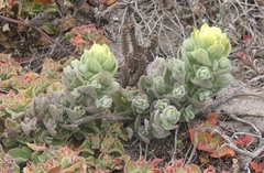 Castilleja mollis