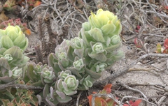 Castilleja mollis