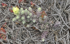 Castilleja mollis
