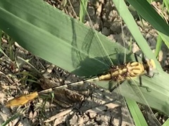 Dromogomphus spoliatus