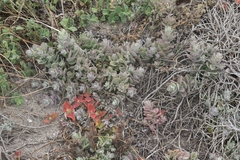 Castilleja mollis