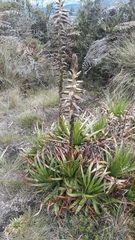 Puya nitida