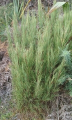 Dracophyllum acerosum