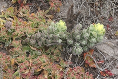 Castilleja mollis