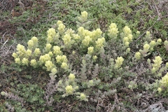 Castilleja mollis