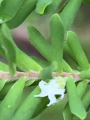 Styphelia margarodes